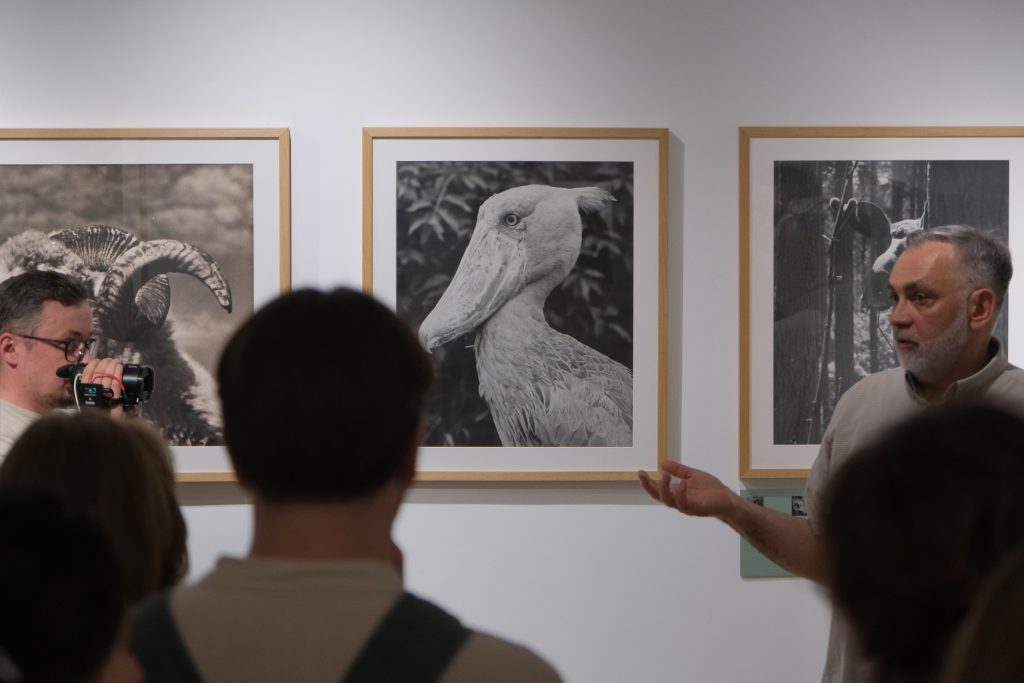 Curatorial