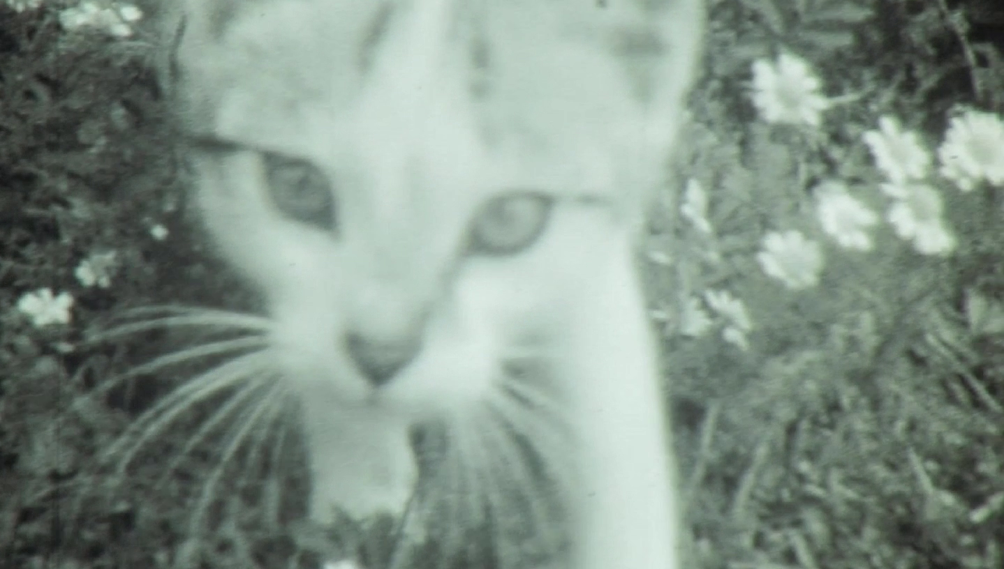 Home Movie Day 2021